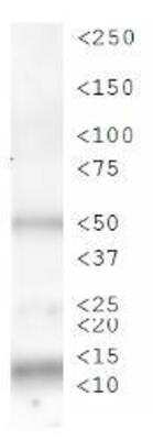 Western Blot: Histone H3 [p Ser28] AntibodyBSA Free [NB21-1188]